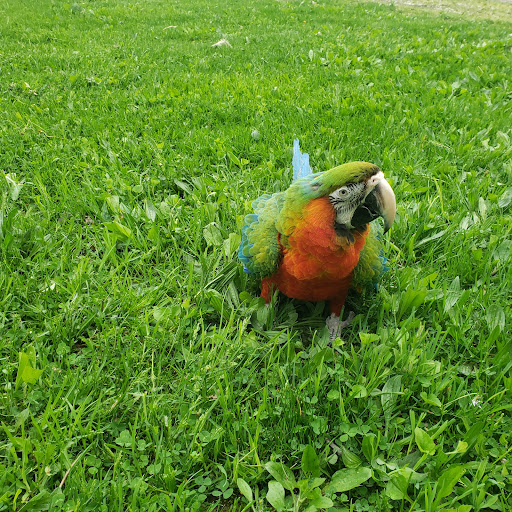 Pet Store «Kalamazoo Reptile Show», reviews and photos, 2900 Lake St, Kalamazoo, MI 49048, USA