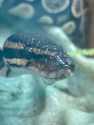 Pet Supply Store «PetSmart», reviews and photos, 825 Pilgrim Way, Green Bay, WI 54304, USA