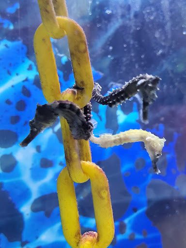 Tropical Fish Store «Best Fish», reviews and photos, 1335 N Doctor M.L.K. Dr, Milwaukee, WI 53212, USA