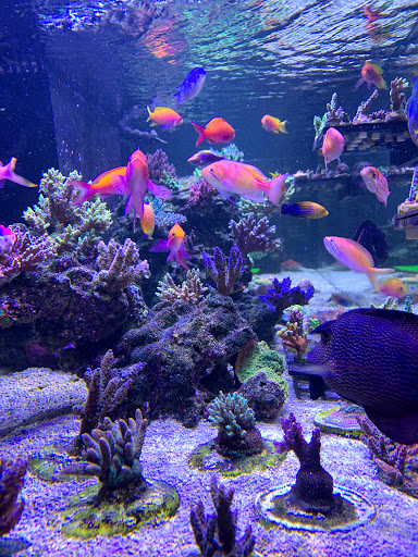 Tropical Fish Store «Stormborn Reef», reviews and photos, 2955 Enterprise Rd #108, DeBary, FL 32713, USA