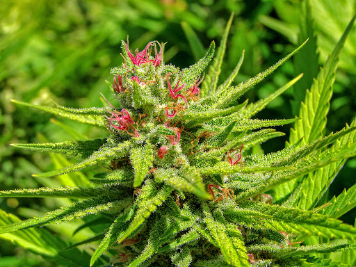 Gift Shop «Oregon Grown Gift Shop», reviews and photos, 332 SE 82nd Ave, Portland, OR 97216, USA