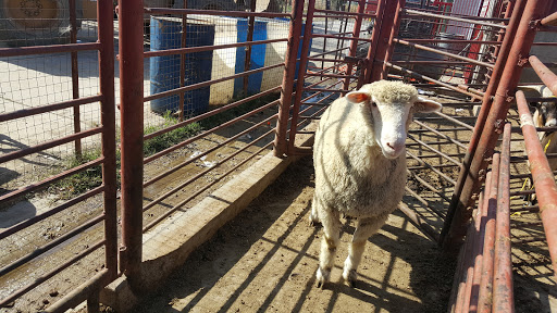 Meat Wholesaler «Lizze Custom Processing», reviews and photos, 7310 Pine Ave, Chino, CA 91708, USA