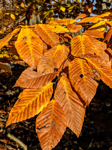 Nature Preserve «Cranberry Lake Preserve», reviews and photos, 1609 Old Orchard St, West Harrison, NY 10604, USA