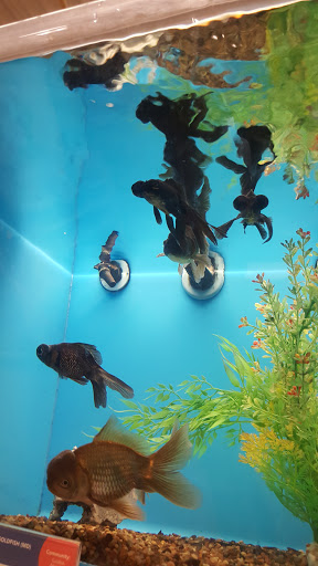 Pet Supply Store «PetSmart», reviews and photos, 2101 Elmwood Ave, Buffalo, NY 14207, USA