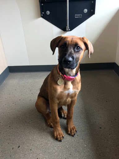 Pet Supply Store «Petco Animal Supplies», reviews and photos, 1265 Sergeant Jon Stiles Dr f, Highlands Ranch, CO 80129, USA