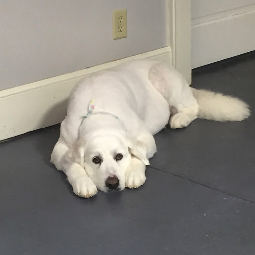 Pet Groomer «The Fetch House», reviews and photos, 130 W Washington St, Madison, GA 30650, USA