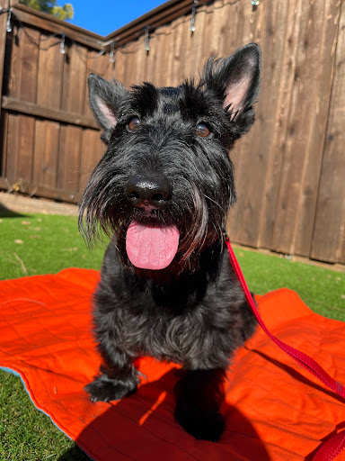 Pet Store «Hollywood Feed - Southlake, TX - Southlake», reviews and photos, 200 N Kimball Ave Suite 200, Southlake, TX 76092, USA