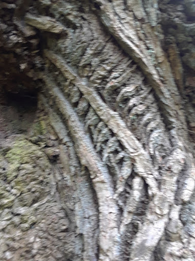 Golf Course «Riverside Disc Golf Course», reviews and photos, 7926 Riverside Rd E, Sumner, WA 98390, USA