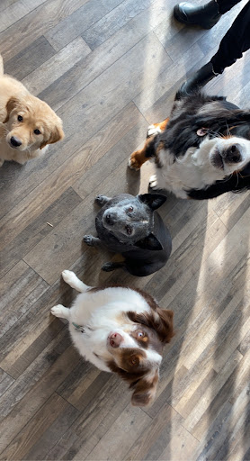 Pet Store «Healthy Pets Mountain West», reviews and photos, 2352 Fort Union Blvd, Cottonwood Heights, UT 84121, USA