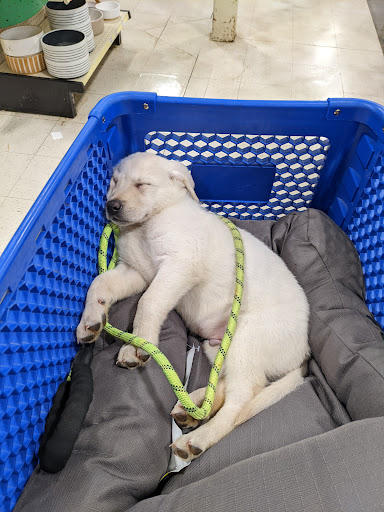 Pet Supply Store «PetSmart», reviews and photos, 1110 Hospitality Dr, Rock Hill, SC 29730, USA