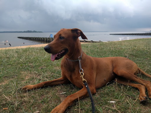 State Park «Hammerman Area Beach», reviews and photos, 7200 Graces Quarters Road, Middle River, MD 21220, USA