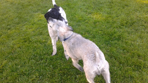 Park «Sewallcrest Park», reviews and photos, SE 31st Ave & Market St, Portland, OR 97214, USA