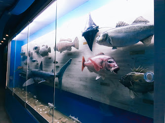 Anadolu Deniz ve Tatlı Su Balıkları Replika Koleksiyonu