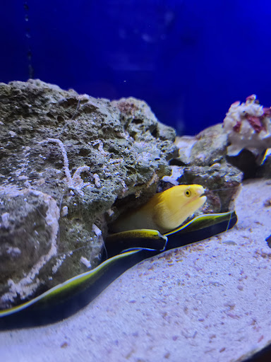 Tropical Fish Store «House of Fins», reviews and photos, 99 Bruce Park Ave, Greenwich, CT 06830, USA