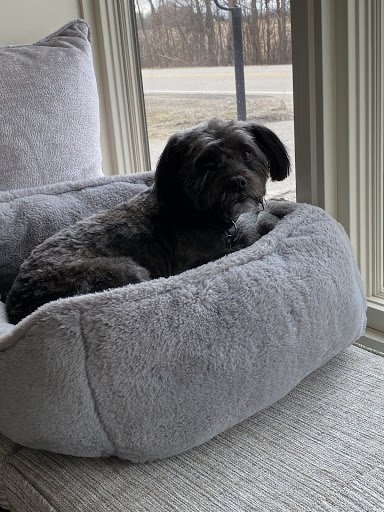 Pet Supply Store «Pet Life | Supplies, Services & Knowledge», reviews and photos, 1600 Woodbury Ave, Portsmouth, NH 03801, USA