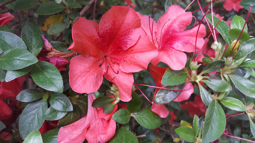 Heritage Museum «Hillwood Estate, Museum & Gardens», reviews and photos, 4155 Linnean Ave NW, Washington, DC 20008, USA