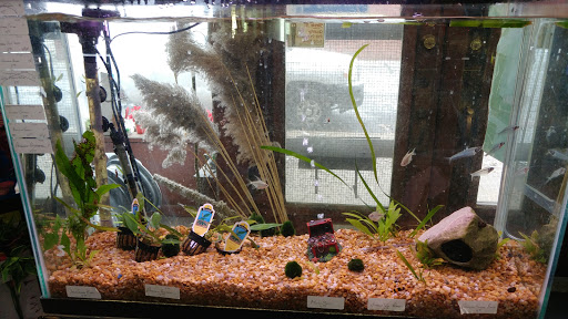 Pet Store «Fish City Pets», reviews and photos, 196 2nd St NW, Barberton, OH 44203, USA
