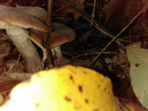 Golf Course «Riverside Disc Golf Course», reviews and photos, 7926 Riverside Rd E, Sumner, WA 98390, USA