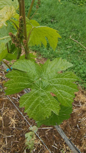 Winery «Benton-Lane Winery», reviews and photos, 23924 Territorial Rd, Monroe, OR 97456, USA