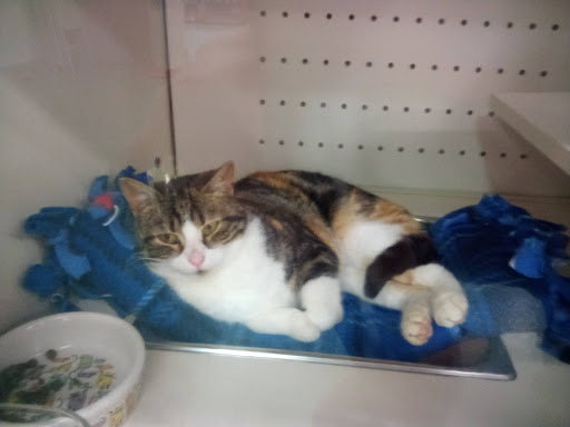 Pet Supply Store «Petco Animal Supplies», reviews and photos, 2621 MacArthur Rd, Whitehall, PA 18052, USA