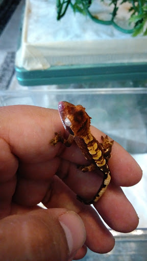 Pet Store «Rockstar Pets», reviews and photos, 215 N Main St, Tooele, UT 84074, USA