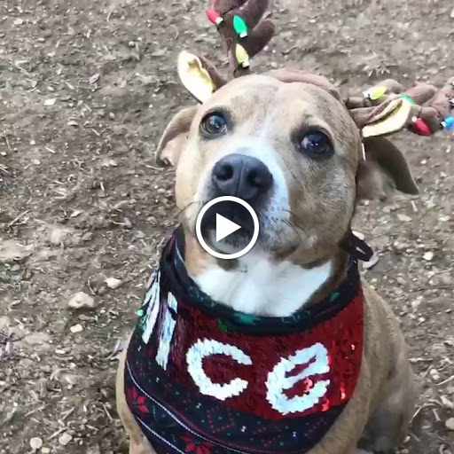 Hair Salon «V.I.P. Salon & Spa», reviews and photos, 15580 King Rd, Riverview, MI 48193, USA