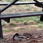 Photo n°3 de l'avis de Mauro.r fait le 14/05/2024 à 20:53 sur le  Bettolino di Foce à Comacchio