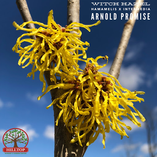 Garden Center «Hilltop Nursery & Garden Center», reviews and photos, 2028 Albany Post Rd, Croton-On-Hudson, NY 10520, USA