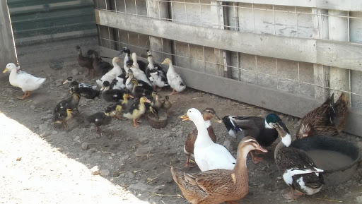 Poultry Farm «R Farm», reviews and photos, 1041 Farm-To-Market 2537, San Antonio, TX 78221, USA