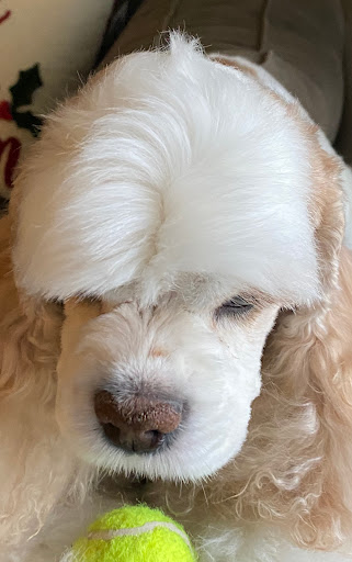 Pet Supply Store «PetSmart», reviews and photos, 2391 NJ-66, Ocean Township, NJ 07712, USA