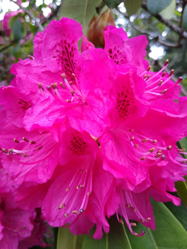 Park «Kenilworth Park», reviews and photos, SE Holgate Blvd & Southeast 34th Avenue, Portland, OR 97202, USA