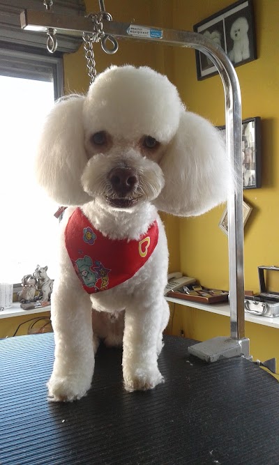 Photos of Dog Grooming Quito Vetgoglio