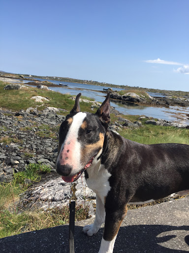 West Coast Vets Ltd.