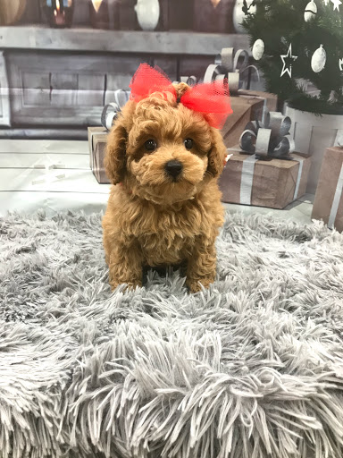 Pet Store «Happiness Is Pets Vi», reviews and photos, 616 E Roosevelt Rd, Lombard, IL 60148, USA