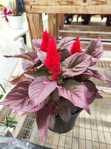 Garden Center «Binghamton Agway», reviews and photos, 145 Broad Ave, Binghamton, NY 13904, USA