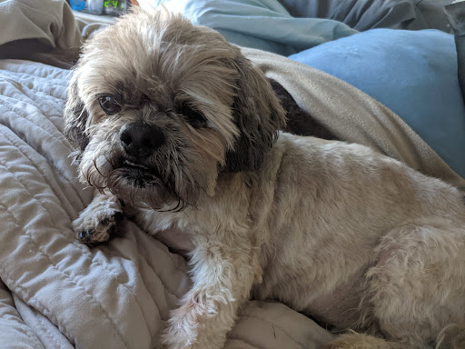 Pet Supply Store «Petco Animal Supplies», reviews and photos, 2210 N Eagle Rd, Meridian, ID 83646, USA