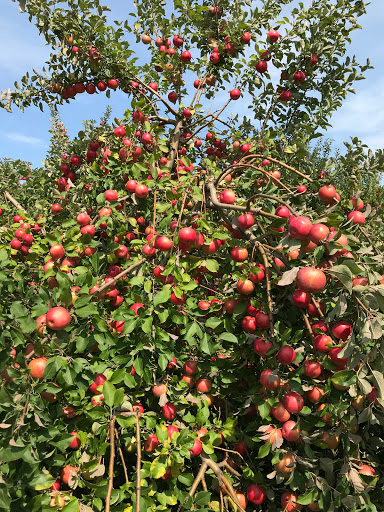 Produce Market «Brookwood Fruit Farm», reviews and photos, 7845 Bordman Rd, Almont, MI 48003, USA