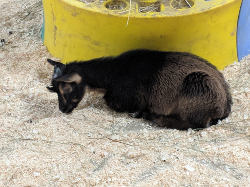 Wildlife Park «The Creature Conservancy», reviews and photos, 4950 Ann Arbor-Saline Rd, Ann Arbor, MI 48103, USA