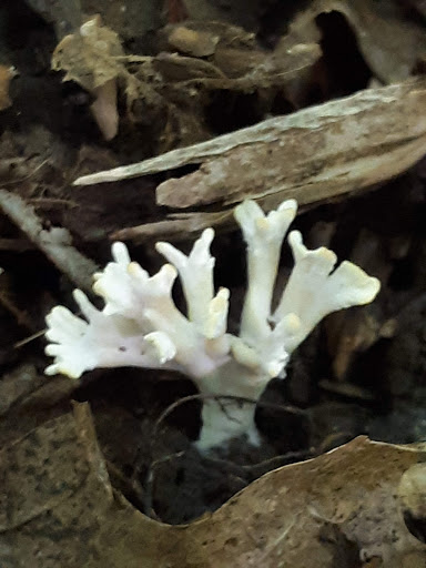 Nature Preserve «Fern Cliff Nature Preserve», reviews and photos, W County Rd 375 S, Greencastle, IN 46135, USA