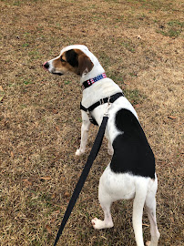 Pawfect Pets LLC - Photo 2 - Car repair in , Atlanta