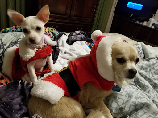 Animal Protection Organization «Humane Society-Black Hills», reviews and photos