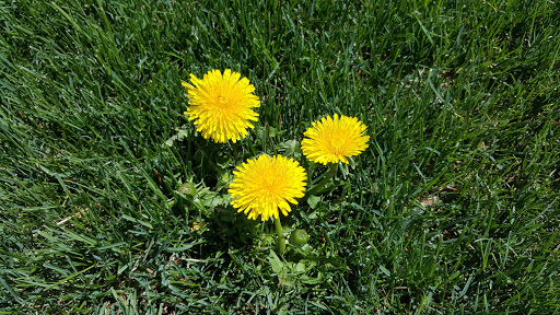 Park «Edwin A. Keach Park», reviews and photos, 49 Chestnut St, North Easton, MA 02356, USA