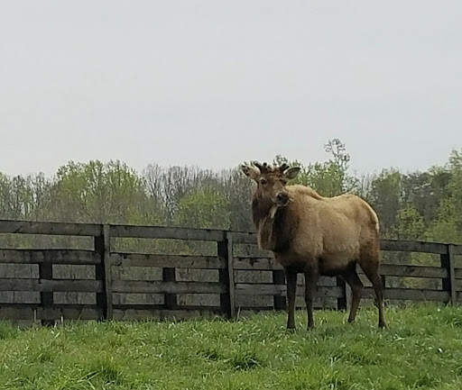 Zoo «Chestatee Wildlife Preserve & Zoo», reviews and photos, 469 Old Dahlonega Hwy, Dahlonega, GA 30533, USA