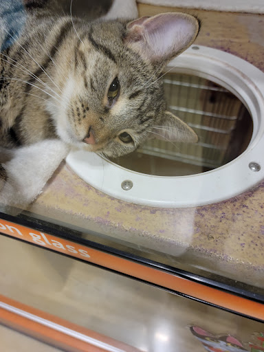 Pet Supply Store «PetSmart», reviews and photos, 26680 Centerview Dr, Millsboro, DE 19966, USA