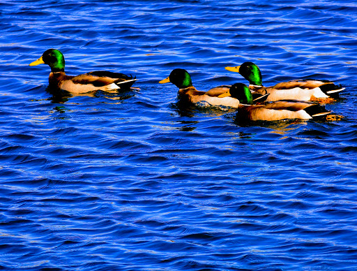 Shopping Mall «Merritt Park Shopping Center», reviews and photos, 1762 Merritt Blvd, Dundalk, MD 21222, USA