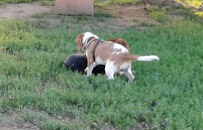 J Tracy Hermann Memorial Dog Park - Photo 5 - Car repair in Poughkeepsie, NY, Poughkeepsie