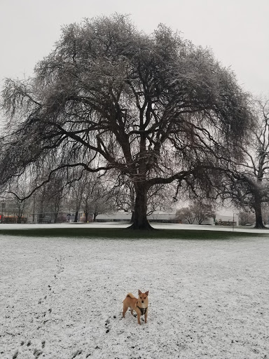 Park «Overlook Park», reviews and photos, 1599 N Fremont St, Portland, OR 97227, USA