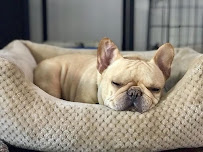 NWA Frenchie Pet Sitting - Photo 3 - Car repair in , Fayetteville