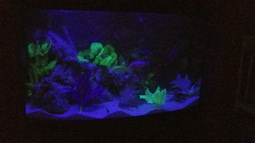 Pet Store «Petland Discounts - LI City», reviews and photos, 34-60 48th Ave, Queens, NY 11101, USA