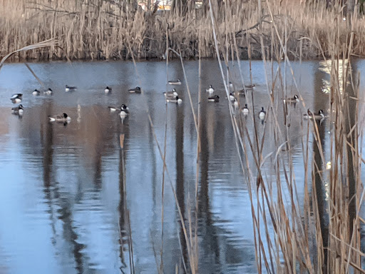 Park «Little Bay Park», reviews and photos, Cross Island Pkwy, Whitestone, NY 11357, USA